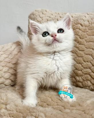 British Shorthair Scottish Fold e Straight Enfi