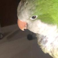 Pappagallo parrocchetto monaco