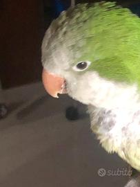 Pappagallo parrocchetto monaco