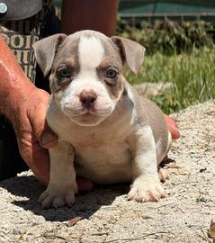 American bully