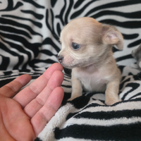 Chihuahua Maschio pelo raso occhi chiari toy 70gg