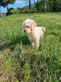 Lagotto romagnolo