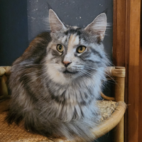 Maine coon femmina