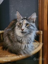 Maine coon femmina