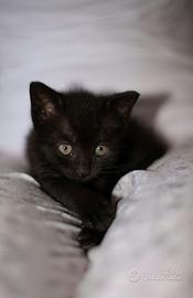 Gattino dolcissimo