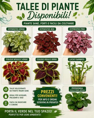 TALEE DI PIANTE TROPICALI OTTIME PER IDROPONICA 