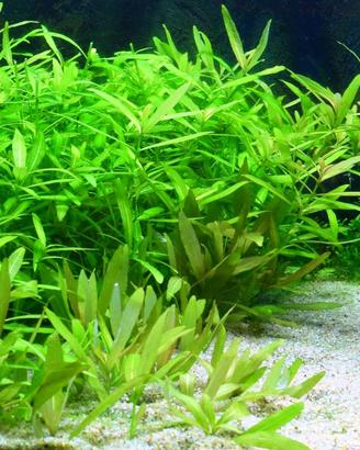 6 Piante acquario e terrario Hygrophila Polysperma