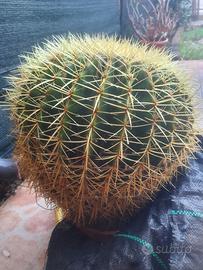 cuscino di suocera Echinocactus grusoni +10 altro
