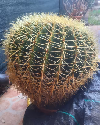 cuscino di suocera Echinocactus grusoni +10 altro