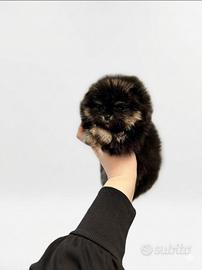 Spitz di Pomerania nano