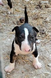 Cuccioli bull terrier