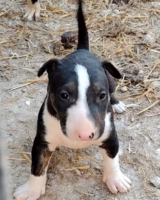 Cuccioli bull terrier