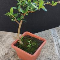 bonsai di ulivo 14