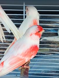 Canarini rosso mosaico