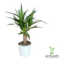 Pianta di Yucca Ø18