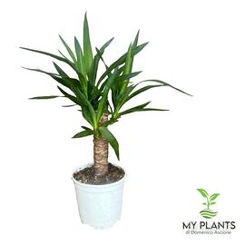 Pianta di Yucca Ø18