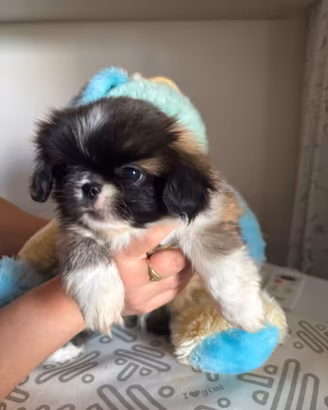 Cuccioli di Pechinese