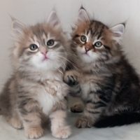 Cuccioli gatto siberiano