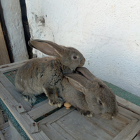 Coniglio gigante delle fiandre