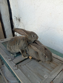 Coniglio gigante delle fiandre