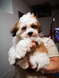Malshipoo