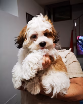 Malshipoo