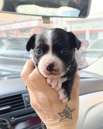 Chiwawa incrocio princer