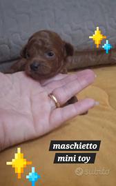 Barboncino mini toy red brawn