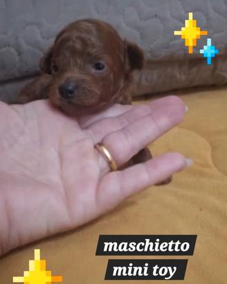 Barboncino mini toy red brawn