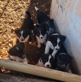 Cuccioli border collie maschi