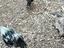 Immagine 4