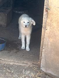 Cuccioli da gregge