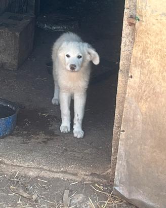 Cuccioli da gregge
