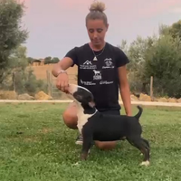 Bull terrier cuccioli