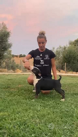 Bull terrier cuccioli