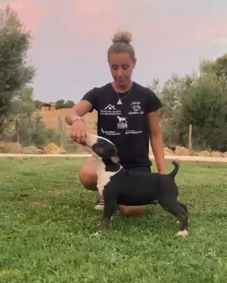 Bull terrier cuccioli