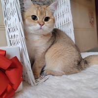 Gatto scottish gold, castrato 7 mesi
