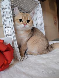 Gatto scottish gold, castrato 7 mesi