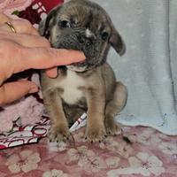 Bulldog francese blue fawn maschio