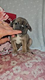 Bulldog francese blue fawn maschio