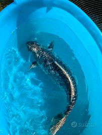 Carpa Koi laghetto kikokurio