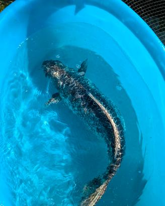Carpa Koi laghetto kikokurio