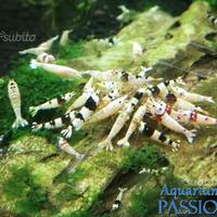 Caridina Cantonensis Black Crystal gene taiwan bee