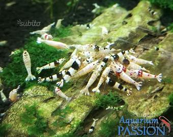 Caridina Cantonensis Black Crystal gene taiwan bee
