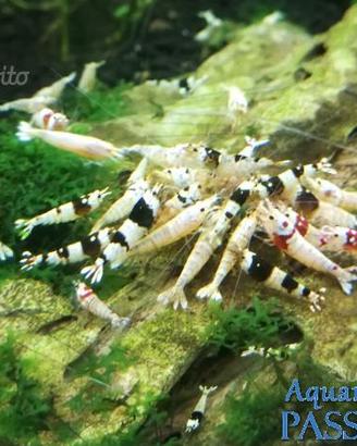 Caridina Cantonensis Black Crystal gene taiwan bee