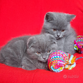 Cuccioli Scottish fold e Scottish straight