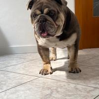 Monta bulldog inglese