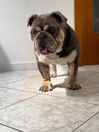 Monta bulldog inglese