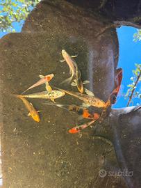 Carpe koi