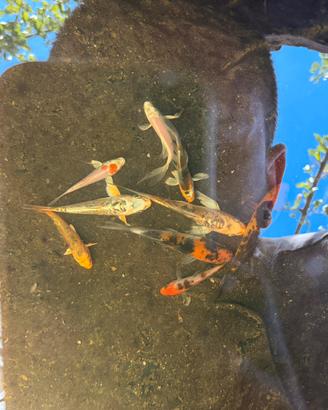 Carpe koi